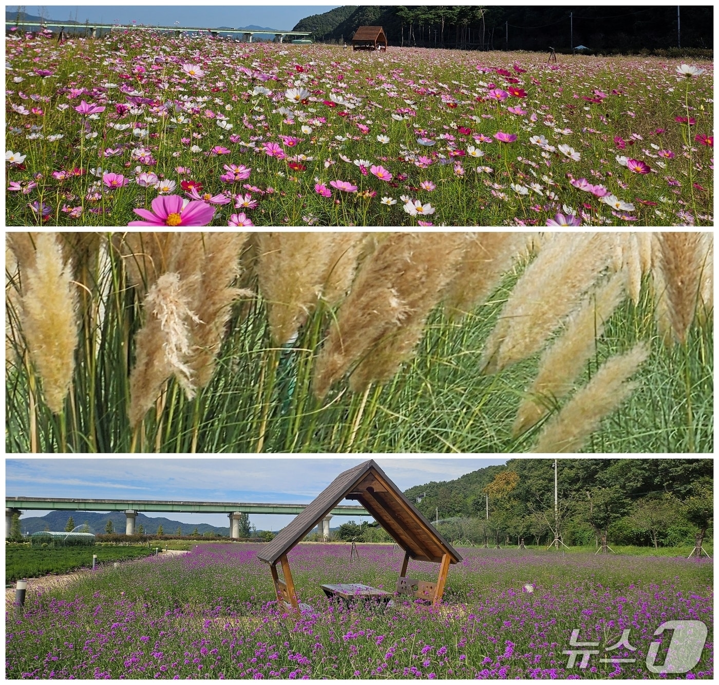 고령 어북실 초화단지 모습(고령군 제공. 재판매 및 DB 금지)/뉴스1