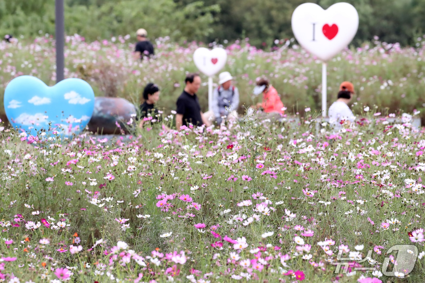 추석 연휴 마지막 날인 27일 경북 경산시 하양경관농업단지를 찾은 시민들이 코스모스를 따라 산책하며 완연한 가을을 만끽하고 있다. 2026.9.27 ⓒ 뉴스1 공정식 기자