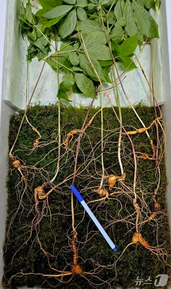 한 약초꾼이 지리산 자락 해발 800m에서 발견한 천종산삼(한국전통심마니협회 제공. 재판매 및 DB금지)/뉴스1